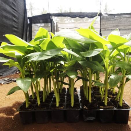 Hardened Plants