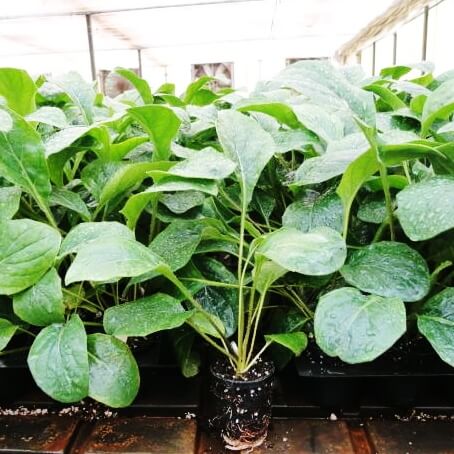 Hardened Plants