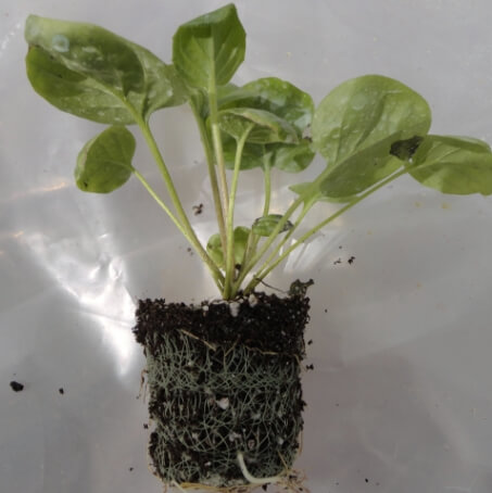 Net Pot Plants