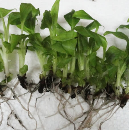 Ex-Agar Plants/Bare Root Plants