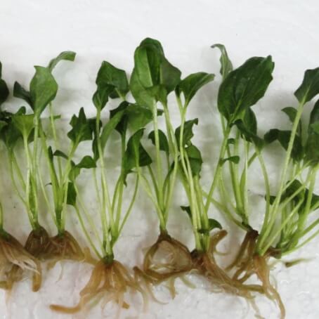 Ex-Agar Plants/Bare Root Plants
