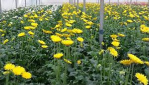 Gerbera Field