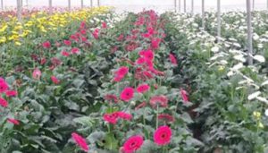 Gerbera Field